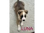 LUNA and LEIA Jack Russell Terrier Puppy Female