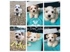 Schnauzer (Miniature) Puppy for sale in Timpson, TX, USA