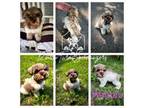 Cavapoo Puppy for sale in Timpson, TX, USA