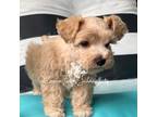 Schnauzer (Miniature) Puppy for sale in Timpson, TX, USA