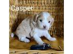 Maltipoo Puppy for sale in Black River Falls, WI, USA