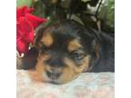 Yorkshire Terrier Puppy for sale in Clover, SC, USA
