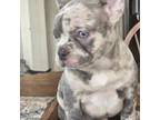 French Bulldog Puppy for sale in Niles, MI, USA