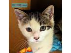 Timmy Domestic Shorthair Kitten Male