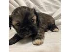 Shih Tzu Puppy for sale in Bonneau, SC, USA