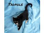 Tadpole Domestic Shorthair Young Male