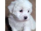 Shih-Poo Puppy for sale in Camilla, GA, USA