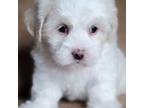 Shih-Poo Puppy for sale in Camilla, GA, USA