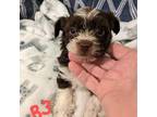 Yorkshire Terrier Puppy for sale in Inman, SC, USA