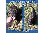Aussiedoodle Puppy for sale in Ocala, FL, USA