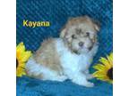Havanese Puppy for sale in Sullivan, IL, USA