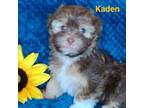 AKC Kaden