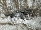 Waffle Iron Domestic Longhair Kitten Male