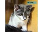Withers Domestic Shorthair Kitten Male