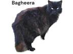 Bagheera Domestic Longhair Adult Female