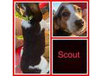 Scout