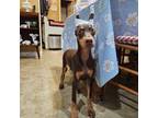 Doberman Pinscher Puppy for sale in Liberty Center, OH, USA
