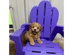 Maltipoo Puppy for sale in Seymour, MO, USA