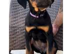Rottweiler Puppy for sale in West Palm Beach, FL, USA