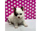 Tiny Longhair Chihuahua puppy