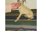 Italian Greyhound Puppy for sale in Fanning Springs, FL, USA