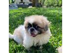 Pekingese Puppy for sale in Brighton, MO, USA