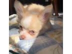 Chihuahua Puppy for sale in Dallas, TX, USA