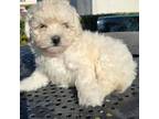 Maltipoo Puppy for sale in Santa Ana, CA, USA