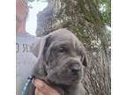 Cane Corso Puppy for sale in Hemingway, SC, USA