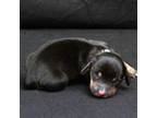 Dachshund Puppy for sale in Fairborn, OH, USA