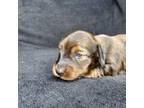 Chocolate Longhair Male