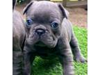 French Bulldog Puppy for sale in Leesville, SC, USA