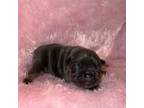French Bulldog Puppy for sale in Leesville, SC, USA