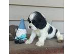 Cocker Spaniel Puppy for sale in Mount Airy, NC, USA