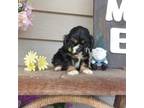 Cocker Spaniel Puppy for sale in Mount Airy, NC, USA