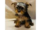 Yorkshire Terrier Puppy for sale in Binghamton, NY, USA