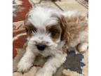 Cavapoo Puppy for sale in Due West, SC, USA