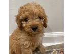 Cavapoo Puppy for sale in Due West, SC, USA