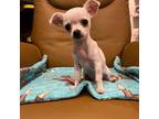Chihuahua Puppy for sale in Endwell, NY, USA