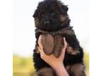 German Shepherd Dog Puppy for sale in Buckley, WA, USA