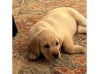 Labrador Retriever Puppy for sale in Adairsville, GA, USA