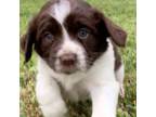 English Springer Spaniel Puppy for sale in Halstead, KS, USA