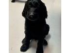 Labradoodle Puppy for sale in Durham, NC, USA