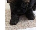 Poodle (Toy) Puppy for sale in Cassville, MO, USA