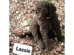 Labradoodle Puppy for sale in Clinton, SC, USA