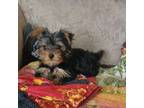 Yorkshire Terrier Puppy for sale in Prim, AR, USA