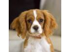 Cavalier King Charles Spaniel Puppy for sale in Byron Center, MI, USA