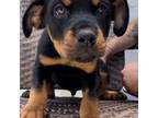 Rottweiler Puppy for sale in West Palm Beach, FL, USA