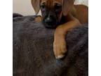 Boxer Puppy for sale in Bowie, MD, USA