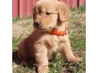 Golden Retriever Puppy for sale in Mohawk, NY, USA